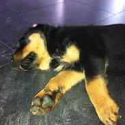 Rottweiler Alberto