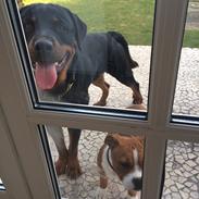 Rottweiler Alberto