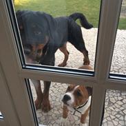 Rottweiler Alberto