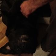 Labrador retriever Nova R.I.P