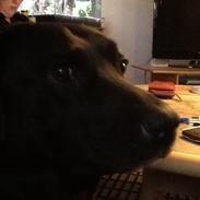 Labrador retriever Nova R.I.P