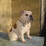 Engelsk bulldog Basse