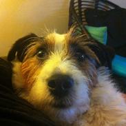 Jack russell terrier Arthur (Primus Gandalf) af Froghill