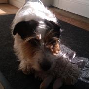 Jack russell terrier Arthur (Primus Gandalf) af Froghill