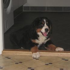 Berner sennenhund Kato