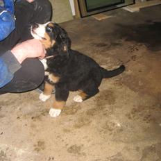 Berner sennenhund Kato