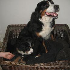 Berner sennenhund Kato