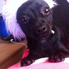 Blanding af racer Molly