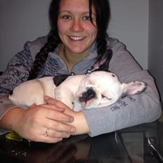 Fransk bulldog Ronja røver'datter