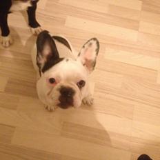 Fransk bulldog Ronja røver'datter