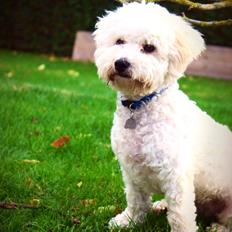 Bichon à poil frisé Cooper