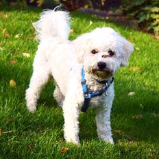 Bichon à poil frisé Cooper