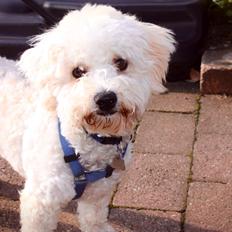 Bichon à poil frisé Cooper