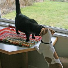 Dansk svensk gaardhund Sørøver Zallie