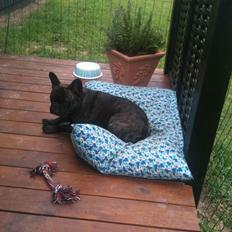 Fransk bulldog Cirkeline