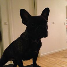 Fransk bulldog Cirkeline