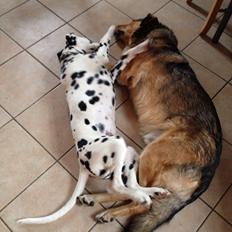 Dalmatiner Inky Gipsy Curias Jay Jay