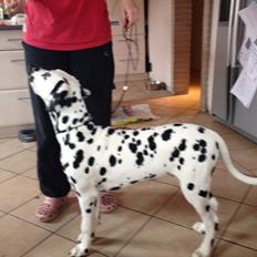 Dalmatiner Inky Gipsy Curias Jay Jay