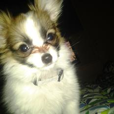 Papillon Roesdalhs Tanni (zika)