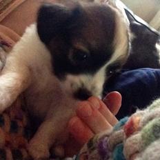 Blanding af racer ***Alba****