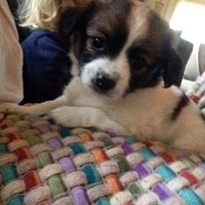 Blanding af racer ***Alba****