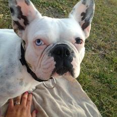 Fransk bulldog Fru Ludvig