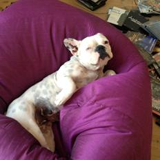 Fransk bulldog Fru Ludvig