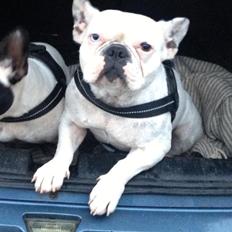 Fransk bulldog Fru Ludvig