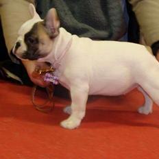 Fransk bulldog Bullystyle's Miss Personality
