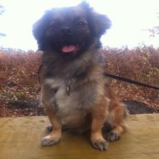 Blanding af racer Milo