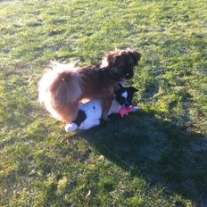 Blanding af racer Milo