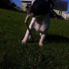 Blanding af racer Zultan