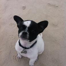 Blanding af racer Zultan