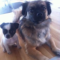 Blanding af racer Zultan