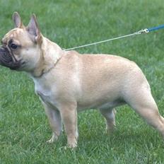 Fransk bulldog ZolosZoe