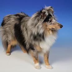 Shetland sheepdog MORGAN