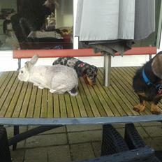 Gravhund Diva ( Himmelhund)