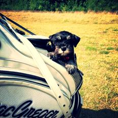 Dvaergschnauzer Frisenborg's Ebba (a.k.a. Bibbi)