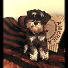 Dvaergschnauzer Frisenborg's Ebba (a.k.a. Bibbi)