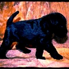 Dvaergschnauzer Sváva's I'm Coco Chanel