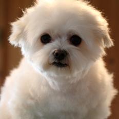 Malteser Cleo (15,5 år)