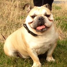 Engelsk bulldog Bertha RIP