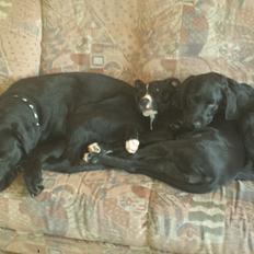 Labrador retriever Nala