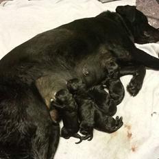 Labrador retriever Nala