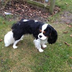 Cavalier king charles spaniel Jamie (himmelhund)