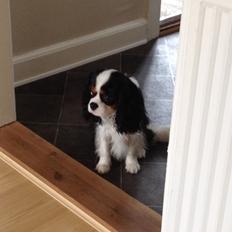 Cavalier king charles spaniel Jamie (himmelhund)