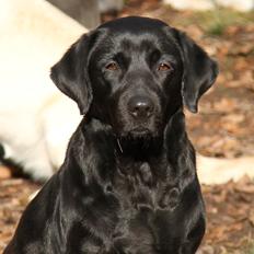 Labrador retriever Lobes Labrador Molly