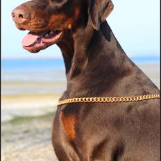 Dobermann DKKV13 AJW13 LUCH Proud Danish Flying Indian Girl