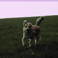 Blanding af racer loui