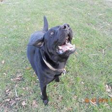 Labrador retriever Zulu